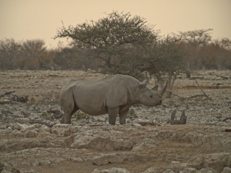 Okaukuejo, White Rhinoceros